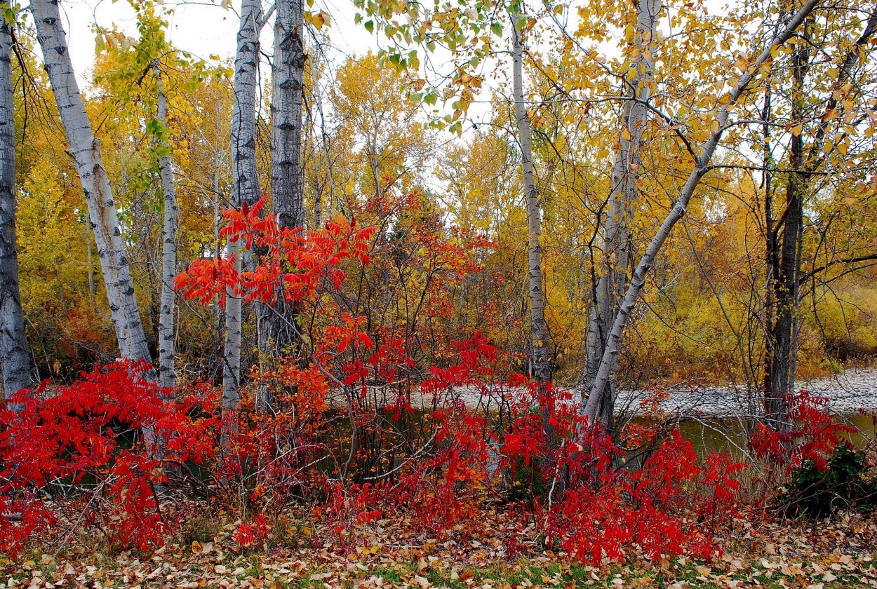 Осенний куст