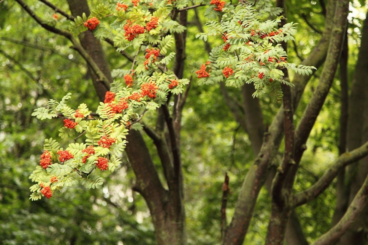Рябина красная Моравская