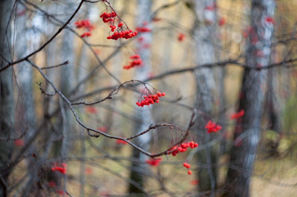 Поздняя осень рябина