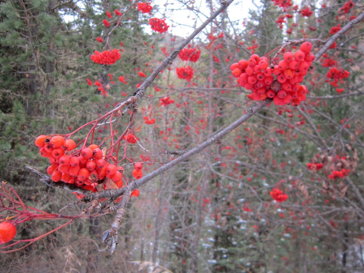 Вишерский заповедник рябина Сибирская