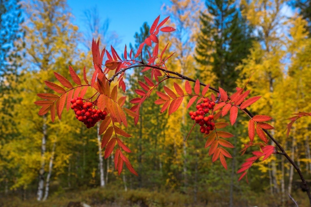 Осенняя рябина