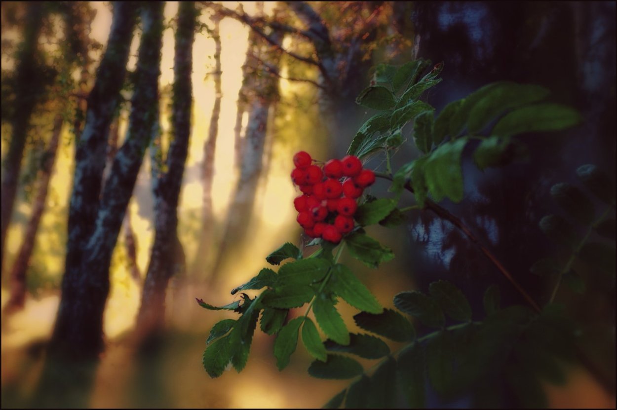 Рябиновый вечер