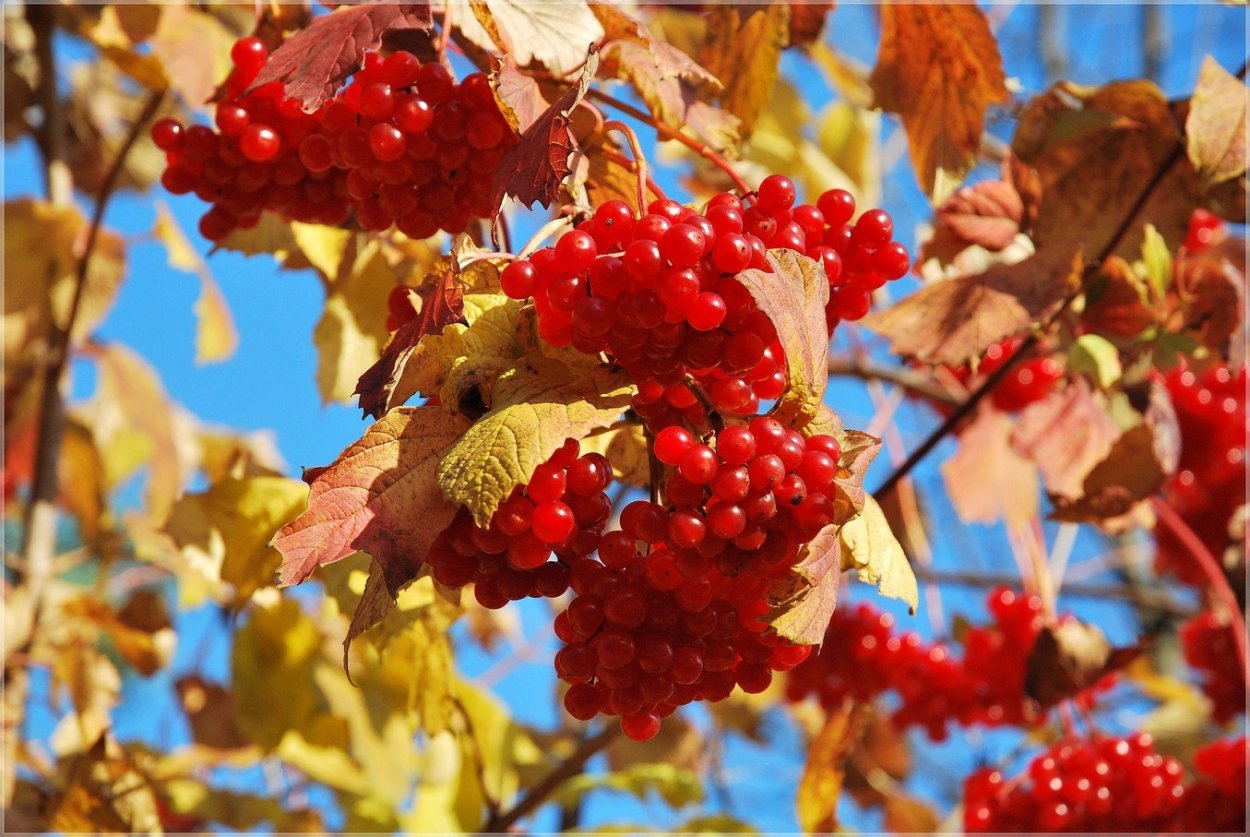 Осенние ягоды в лесу