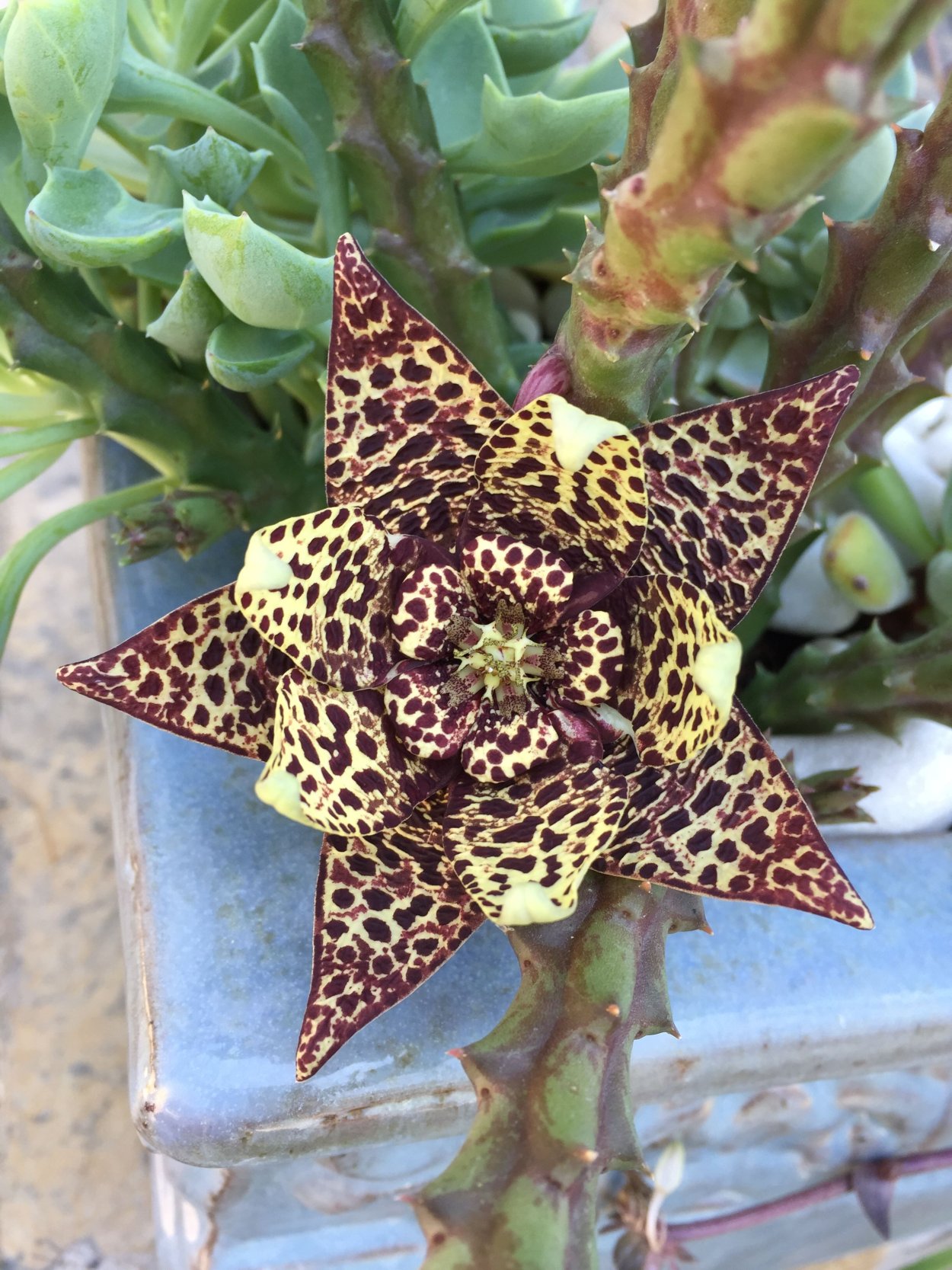 Стапелия Пиарантус