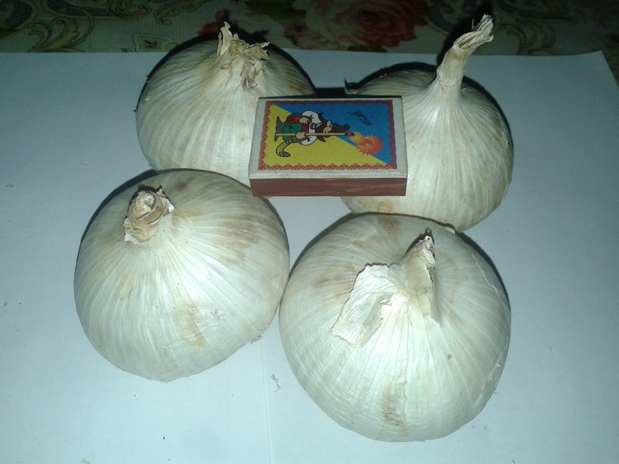 Чеснок однозубковый сорт