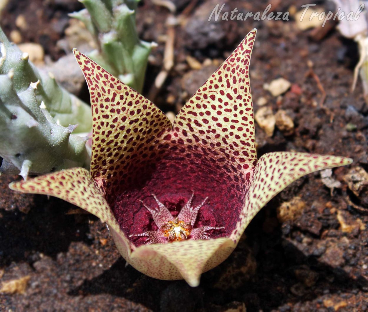 Орбея Вариегата x Таварезия