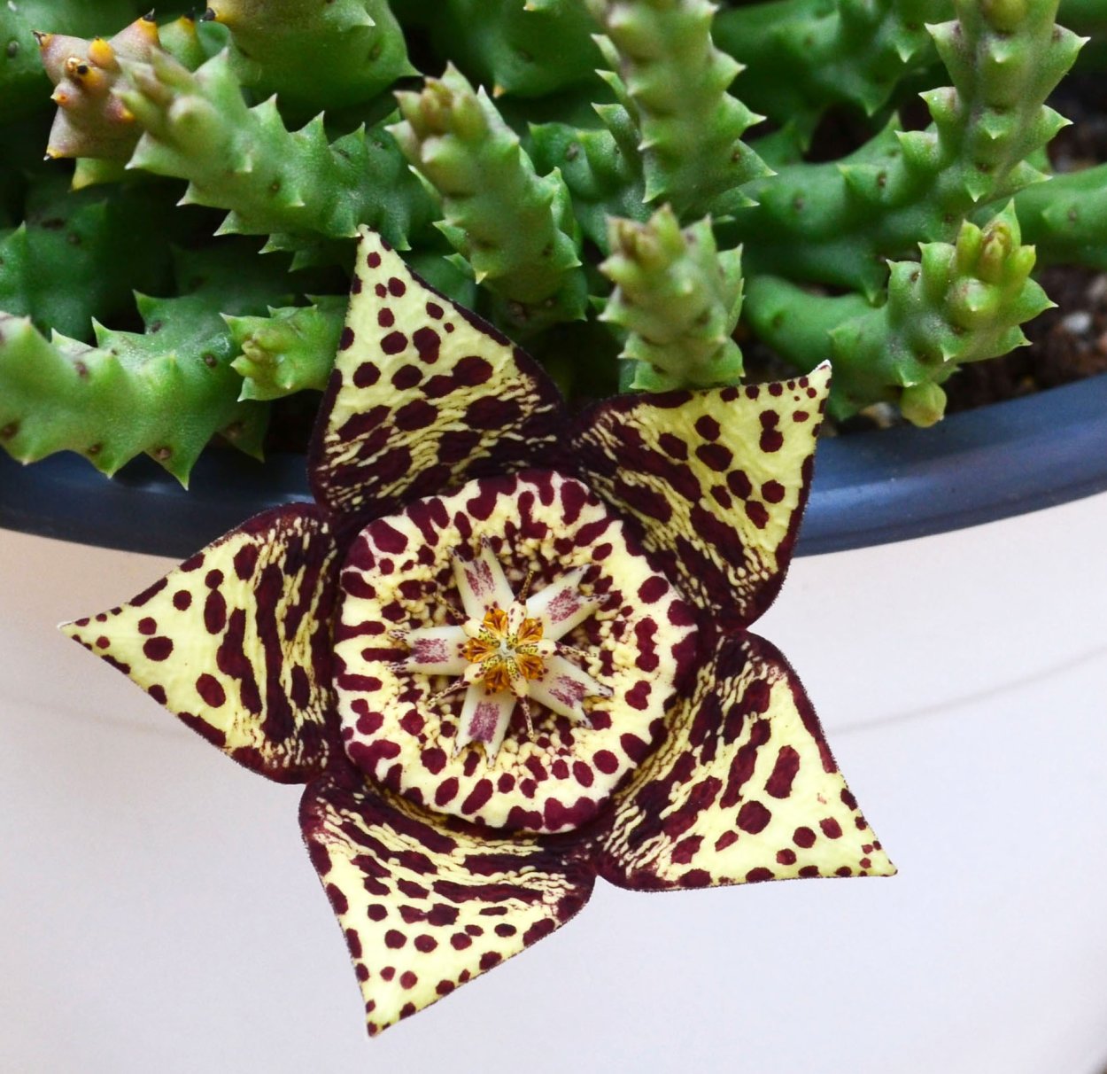 Стапелия Орбея