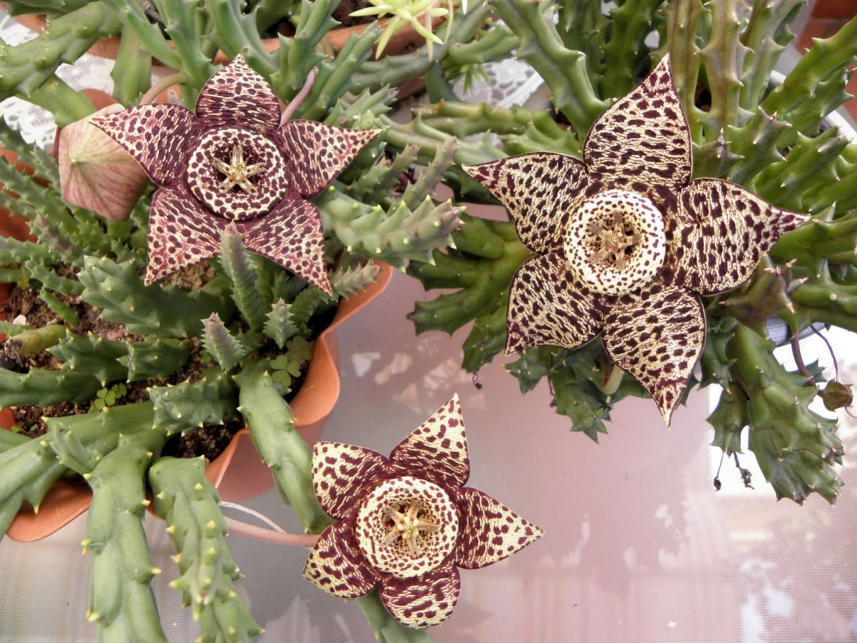 Стапелия пестрая Stapelia variegata