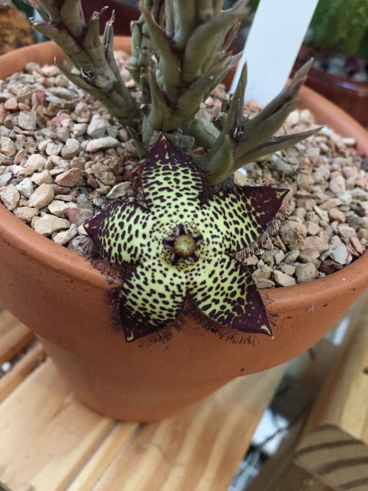 Орхидея стапелия