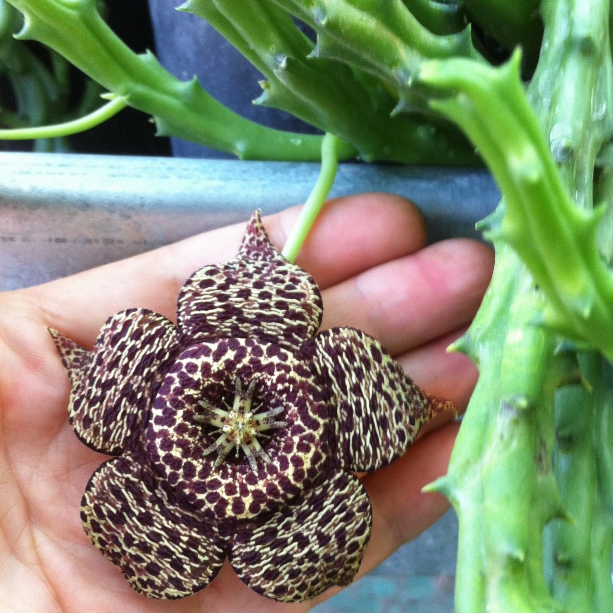 Стапелия Вариегата