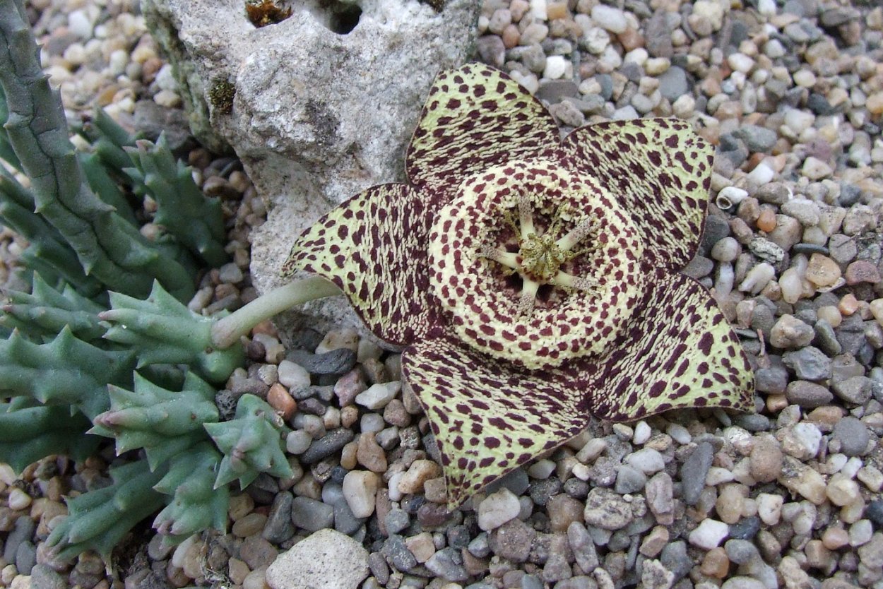 Орбея Вариегата