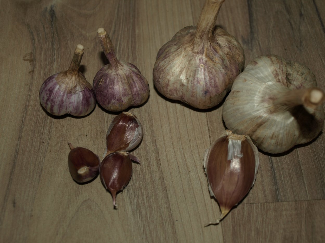 КФХ Надежда Свердловская область лук шалот купить