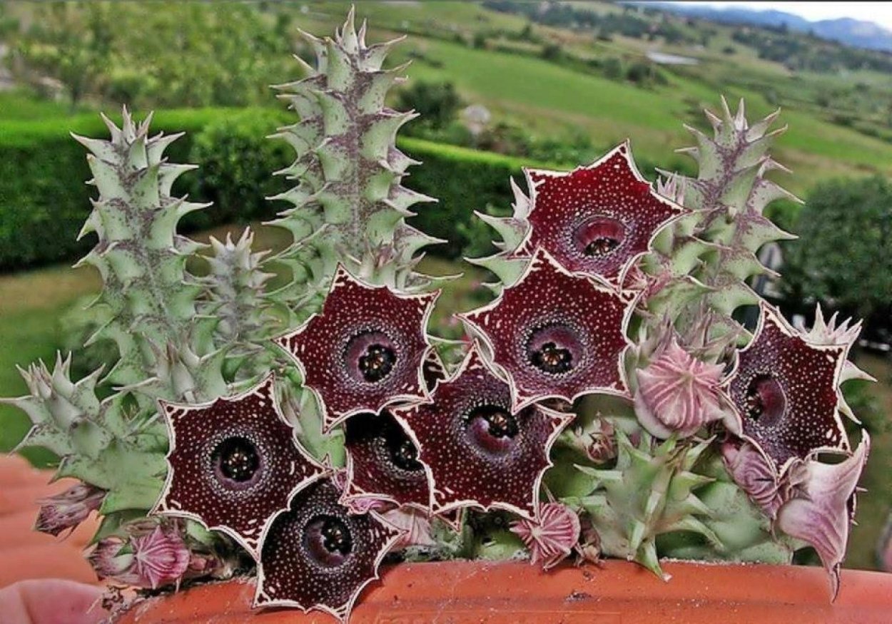 Суккулент Гуэрния