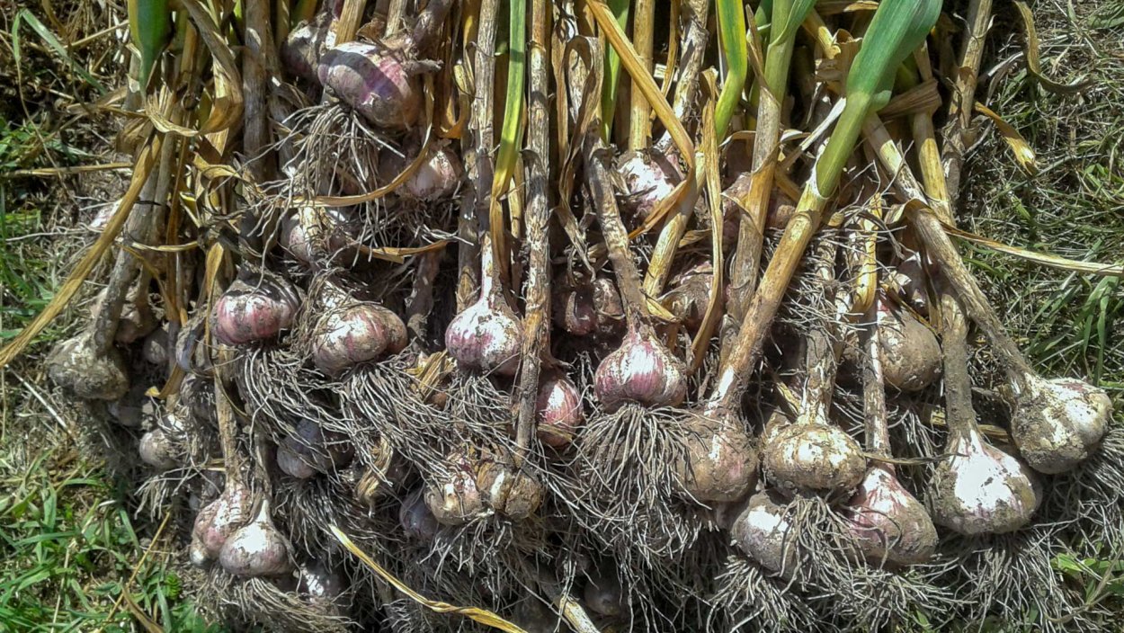 Подзимний посев моркови