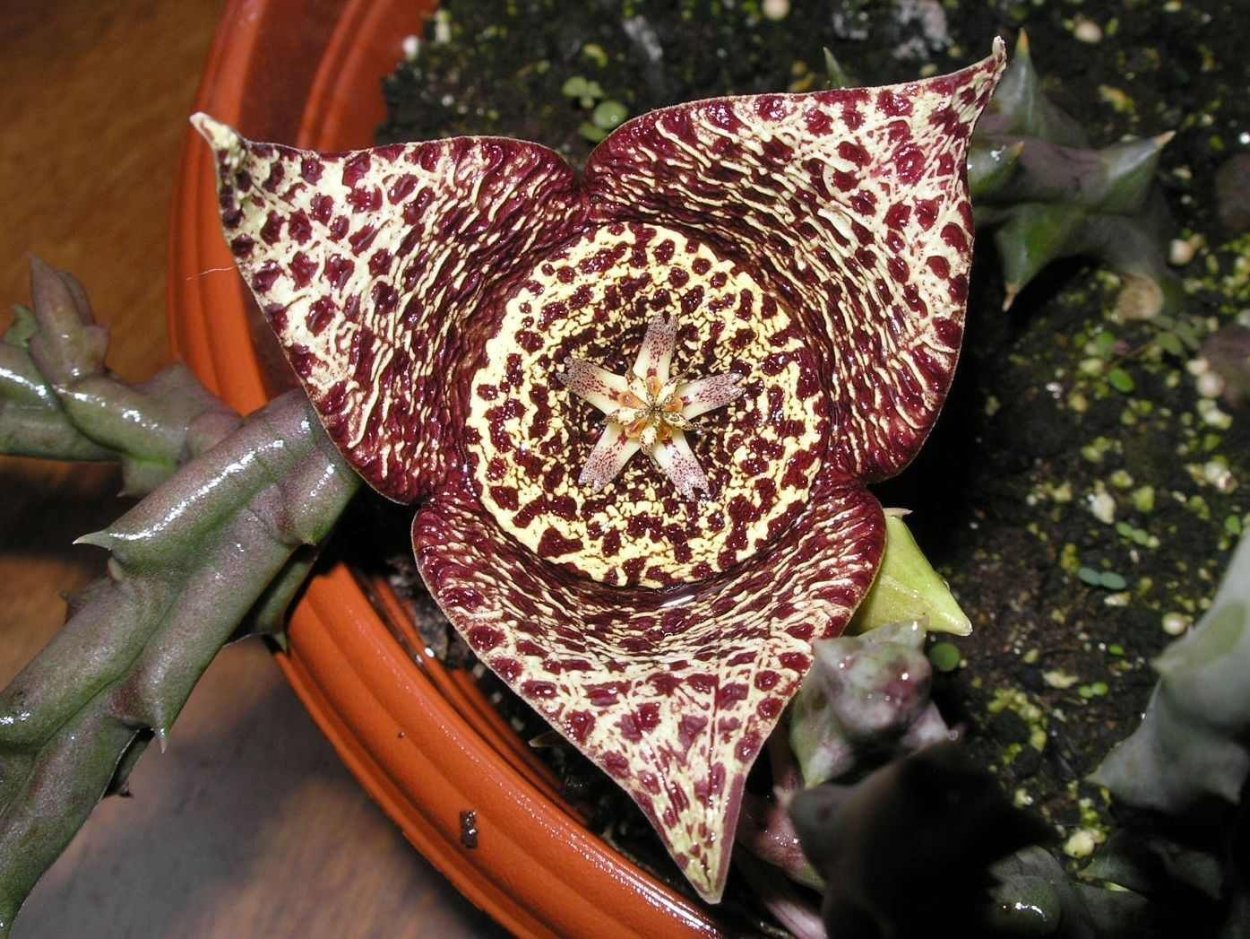 Стапелия пестрая купить в Нижнем Новгороде