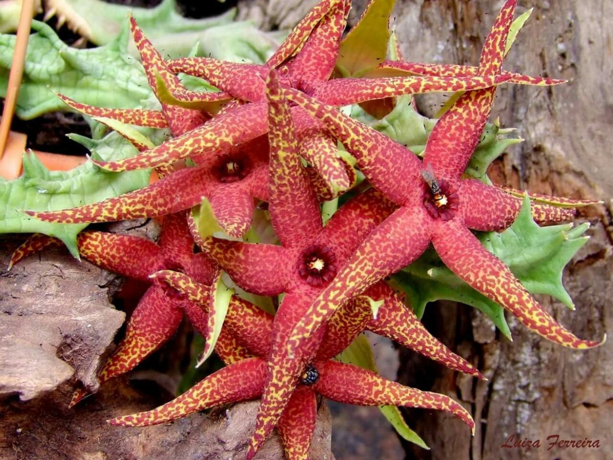 Суккуленты Караллума