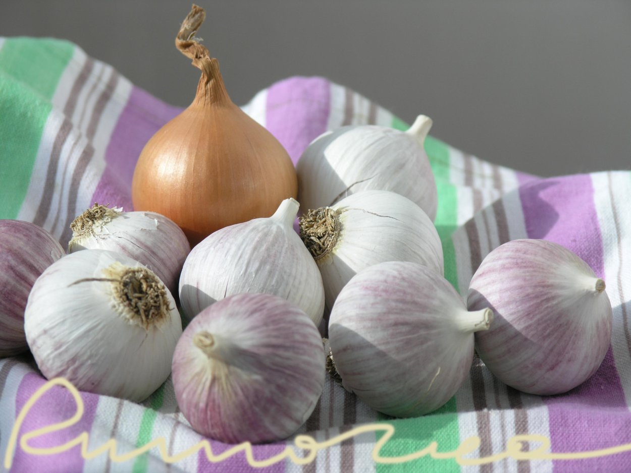 Однозубка озимый чеснок