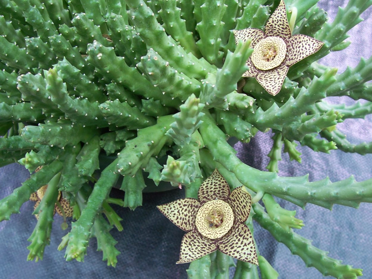 Orbea maculata