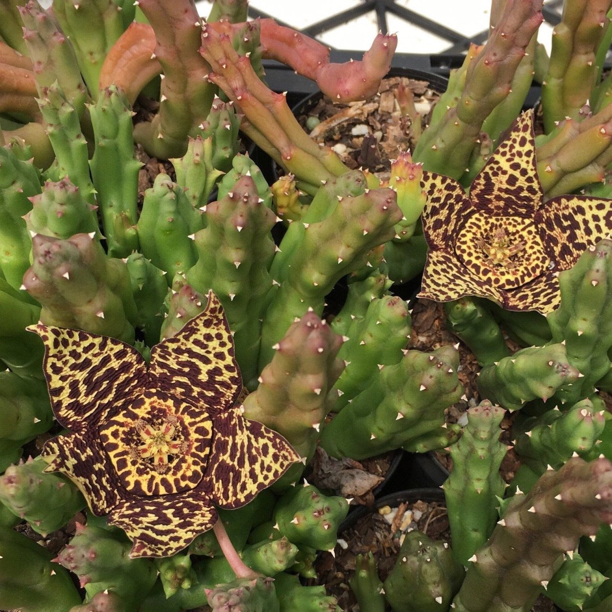 Стапелия Лепида