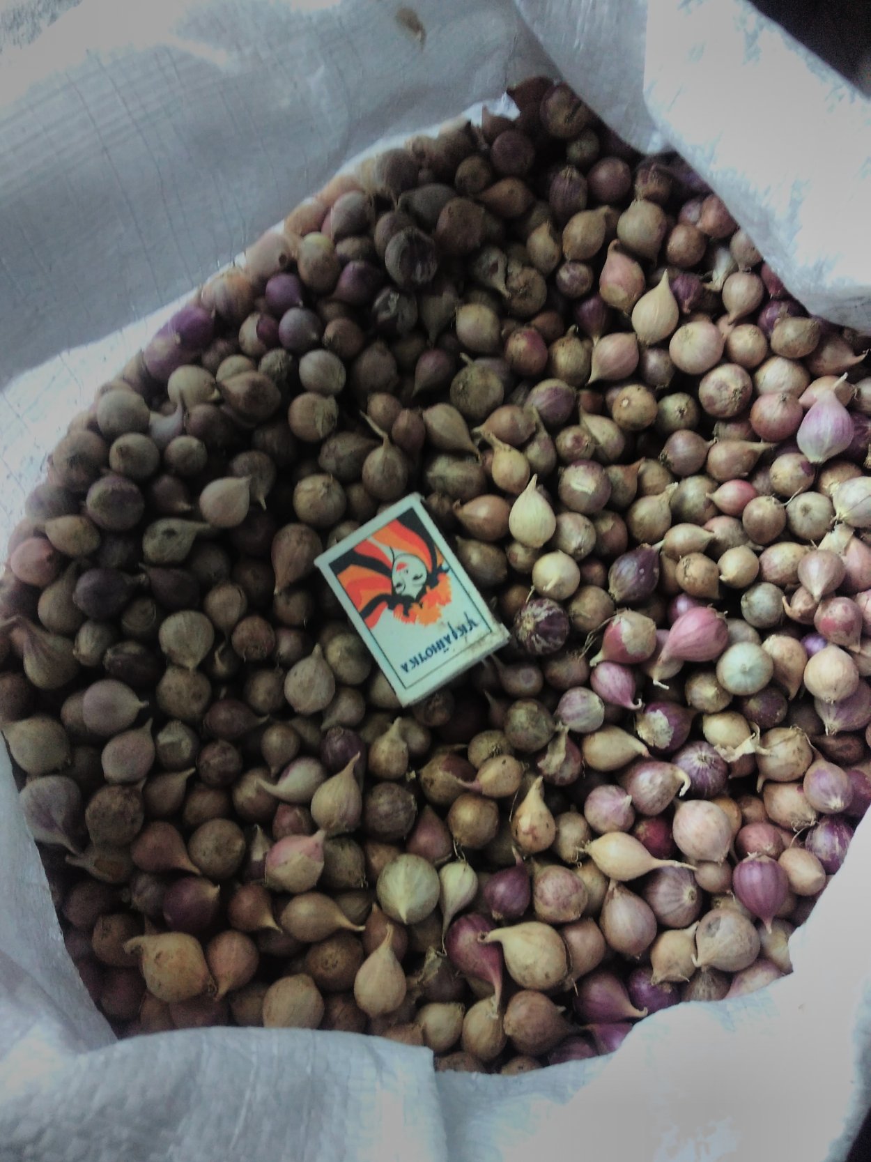 Чеснок озимый комсомолец