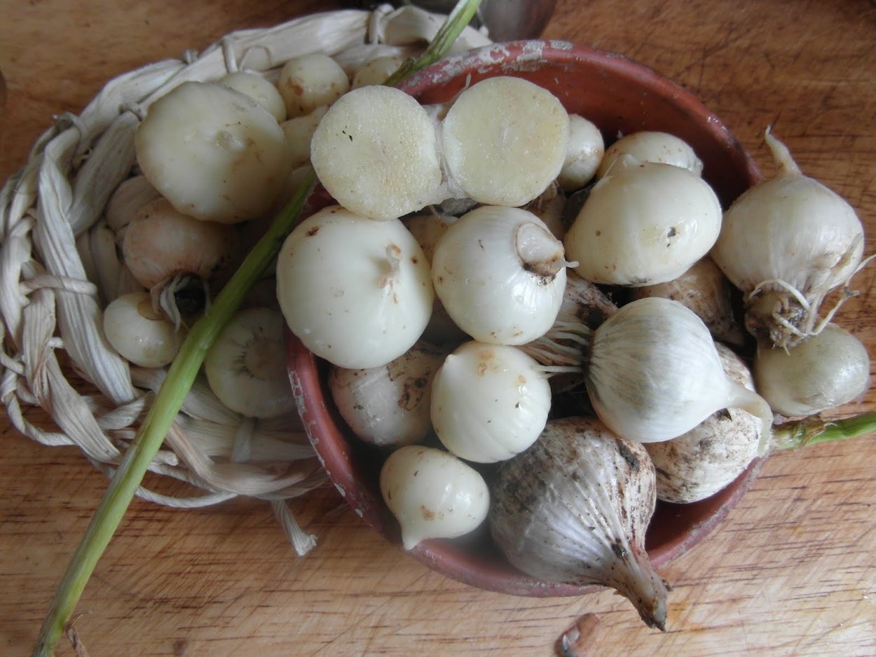 Однозубковый чеснок