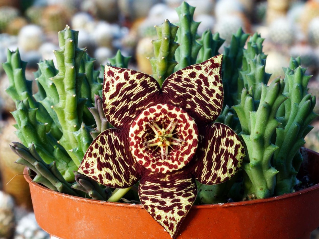 Стапелия пестрая (Орбея Вариегата)