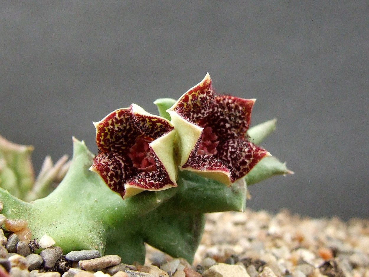 Стапелия и хавортия