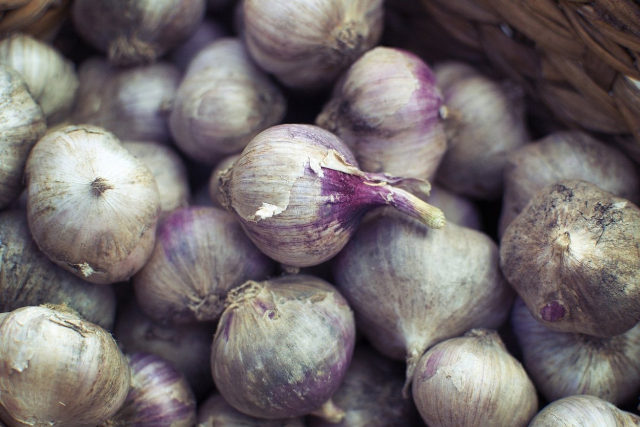 Однозубка озимый чеснок