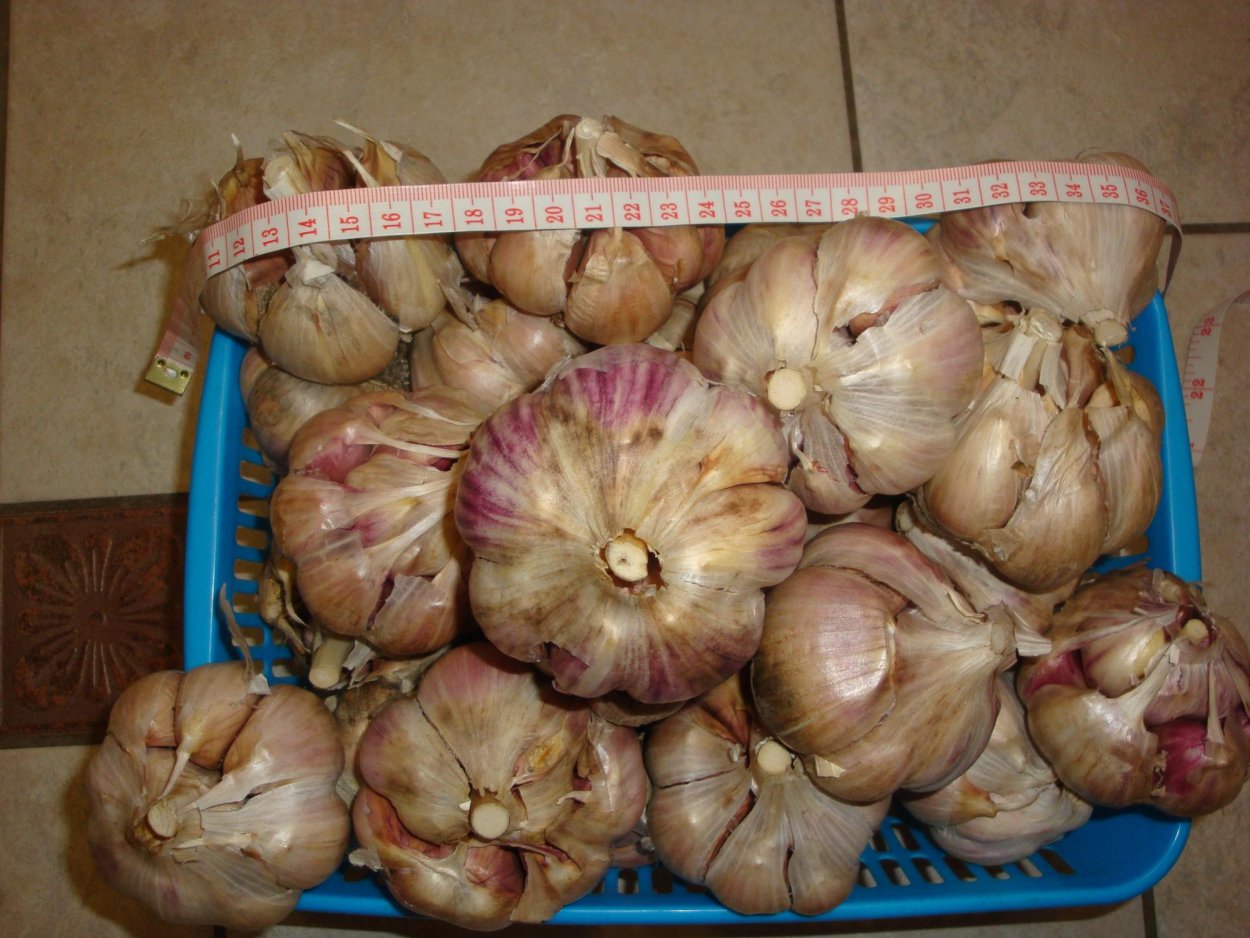 Семена чеснока озимого