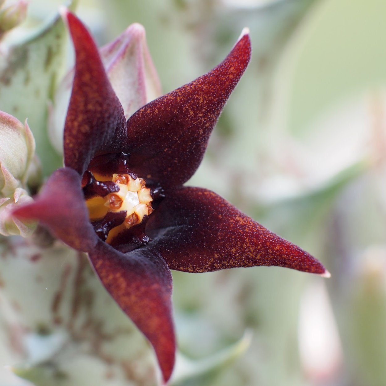 Цветок Orbea lutea