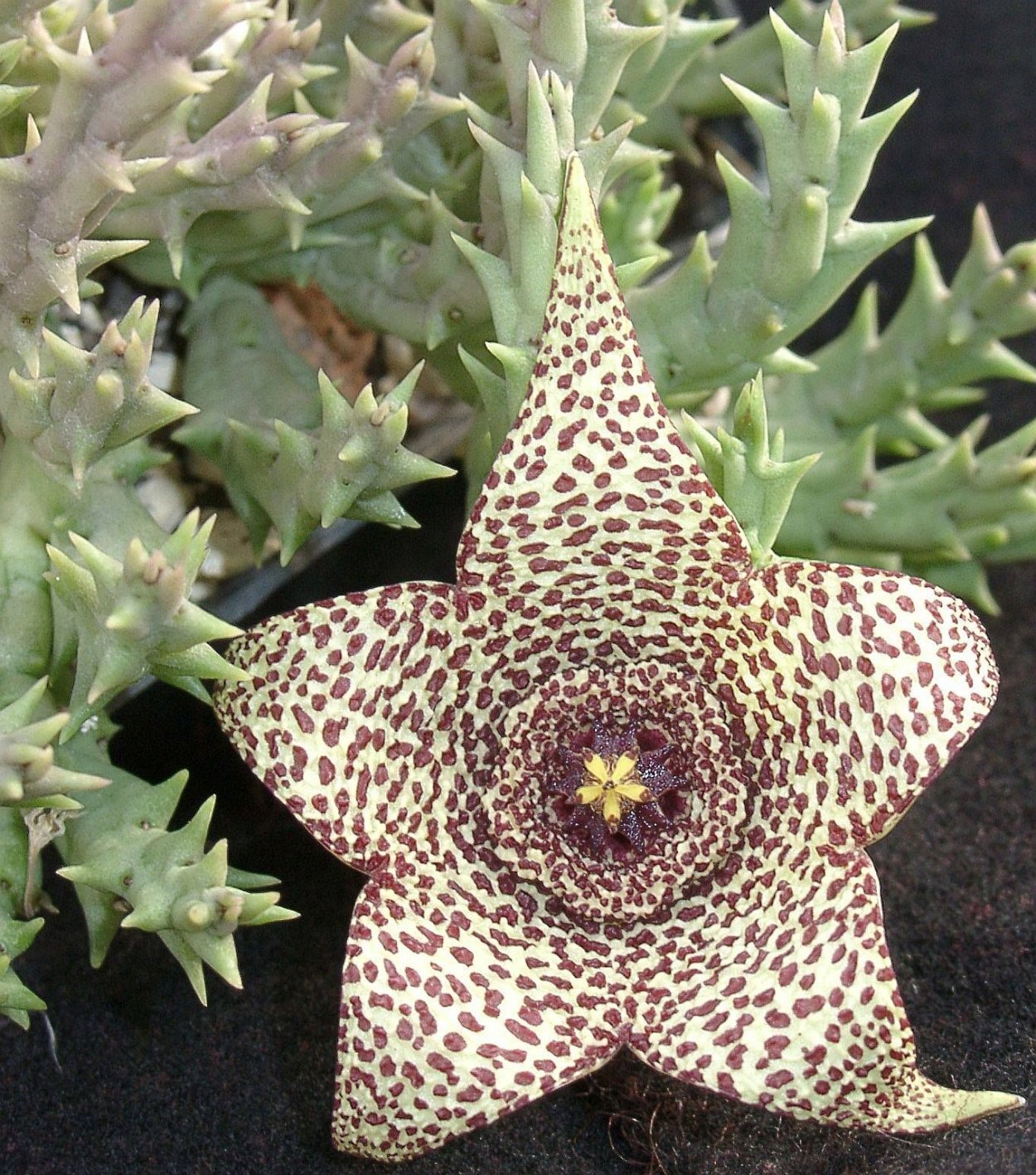 Орбея пестрая растение