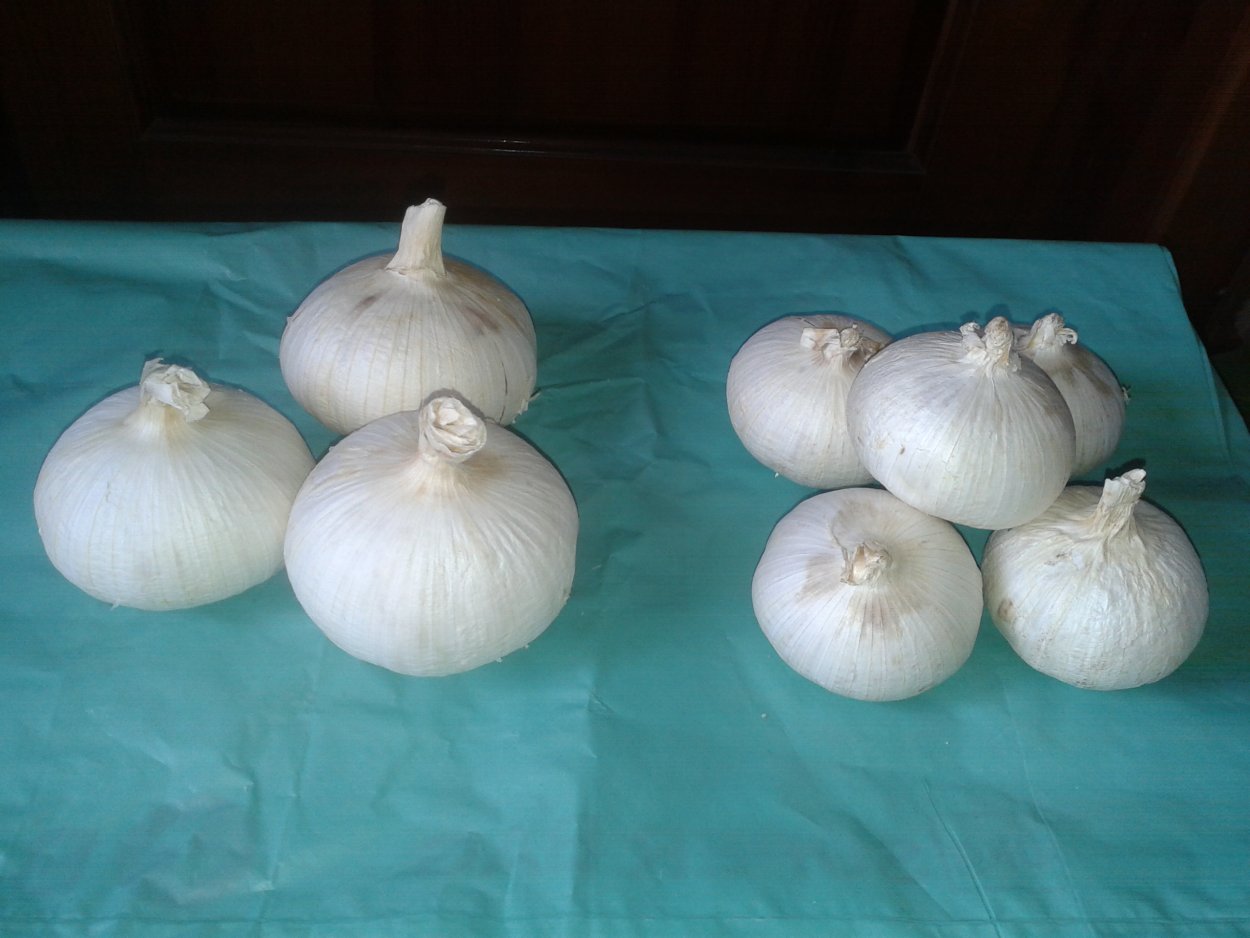 Чеснок Рокамболь Однозубка