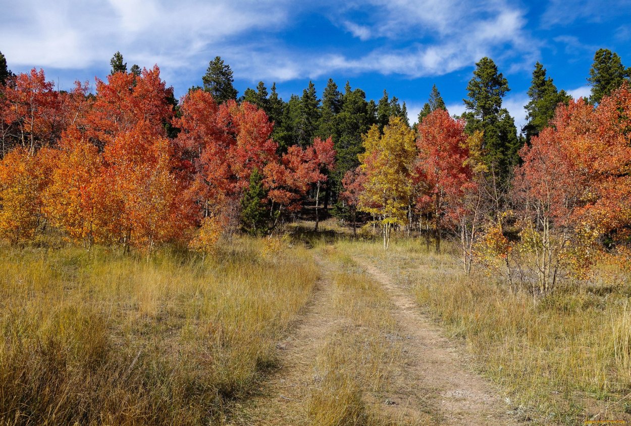 Осенний лес