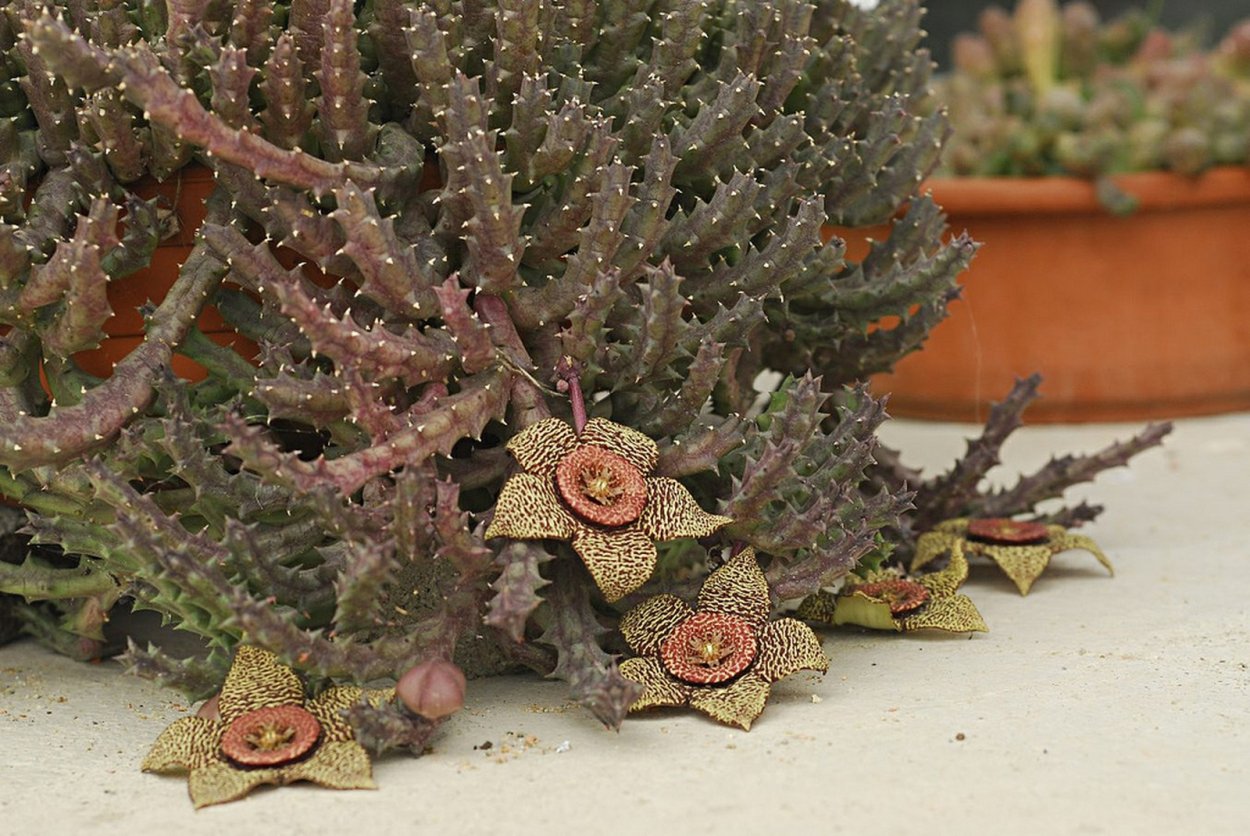 Суккулент Orbea semitubiflora