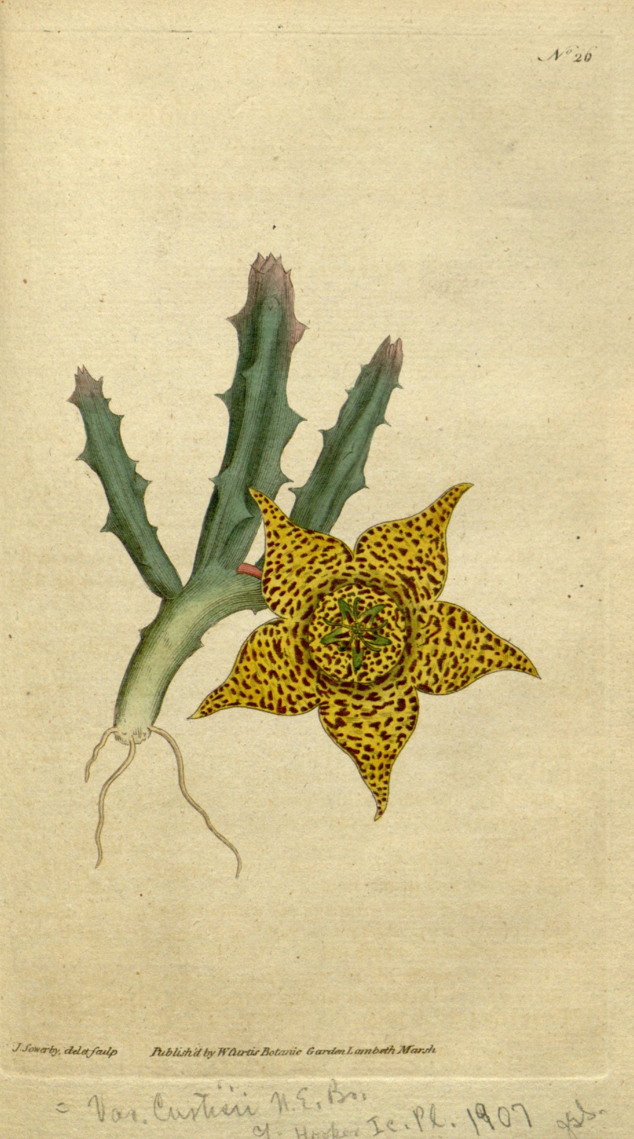 Стапелия звездообразная (Stapelia Asterias)