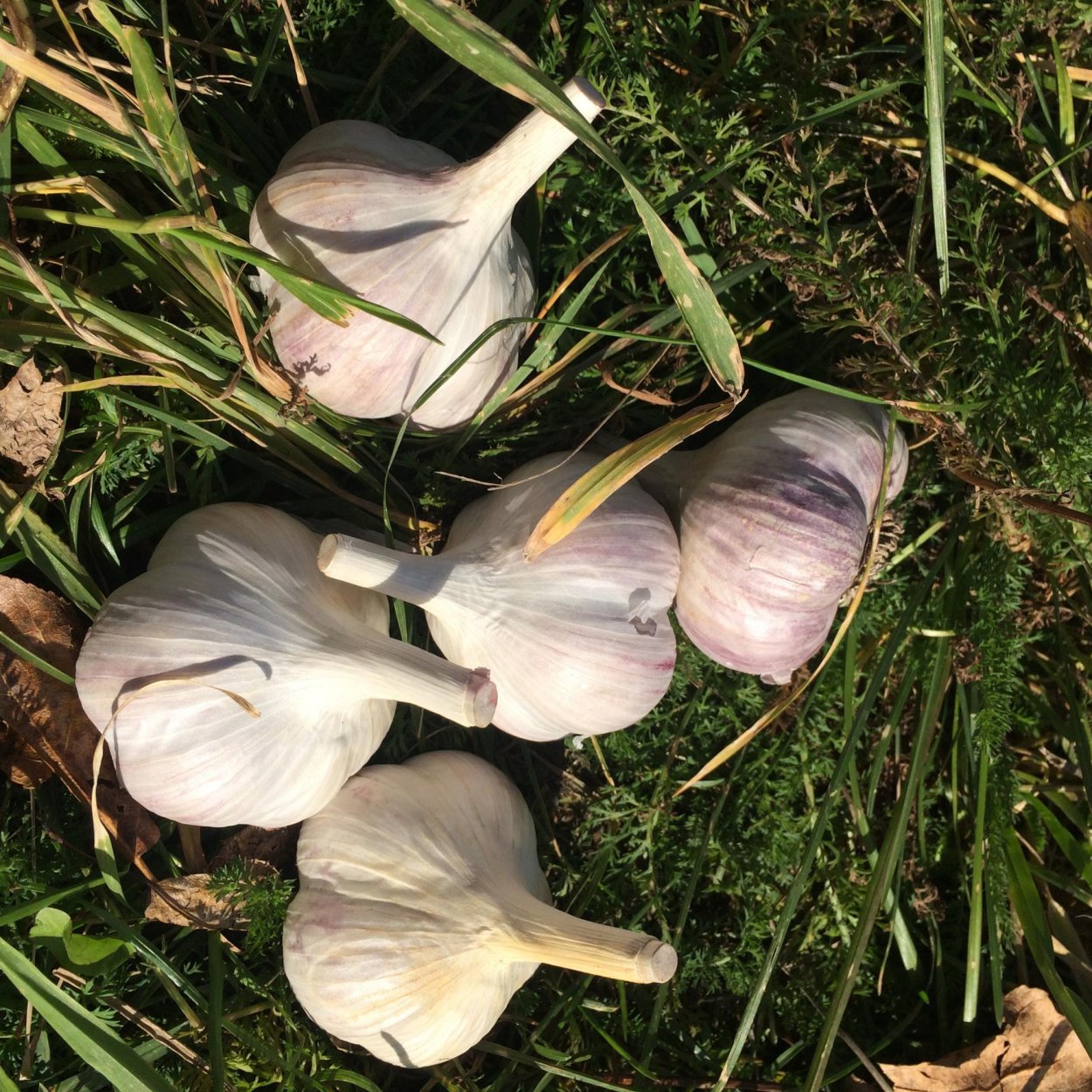 Чеснок Любаша однозубки