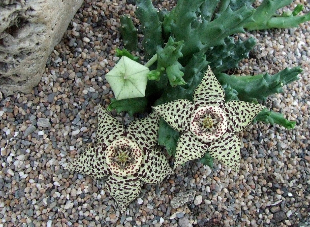 Орбея Вариегата