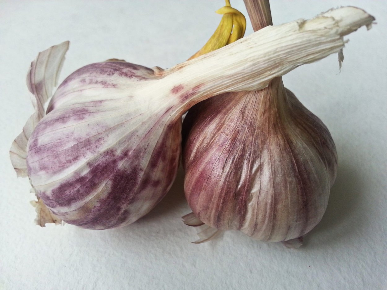 Яровой чеснок Рокамболь