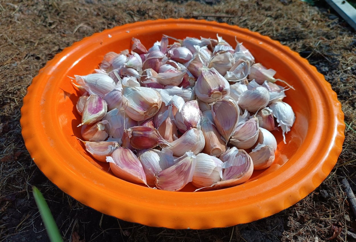 Дюшес чеснок