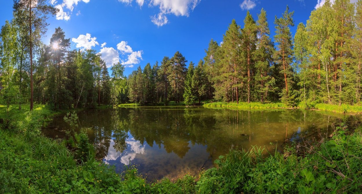 Осенний лес вид сверху