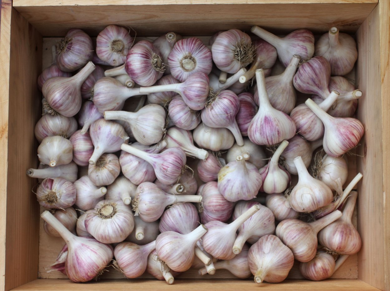 Чеснок озимый сорт Надежда