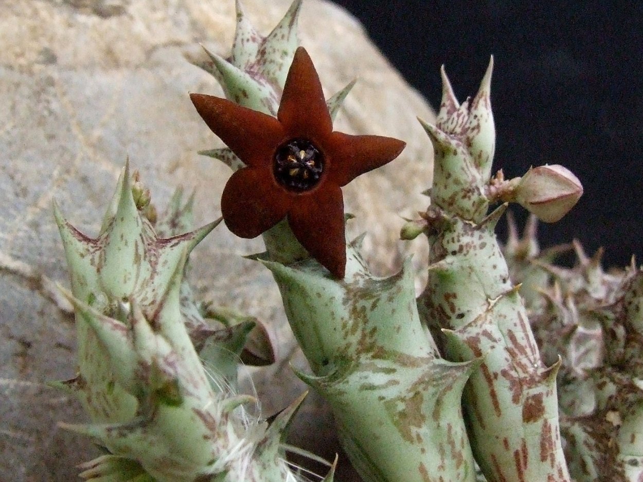 Крассула точечная Crassula picturata