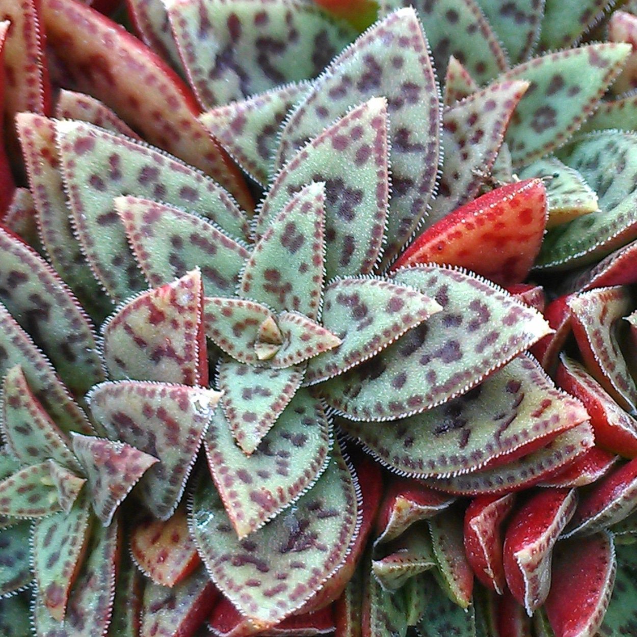 Орбея Вариегата