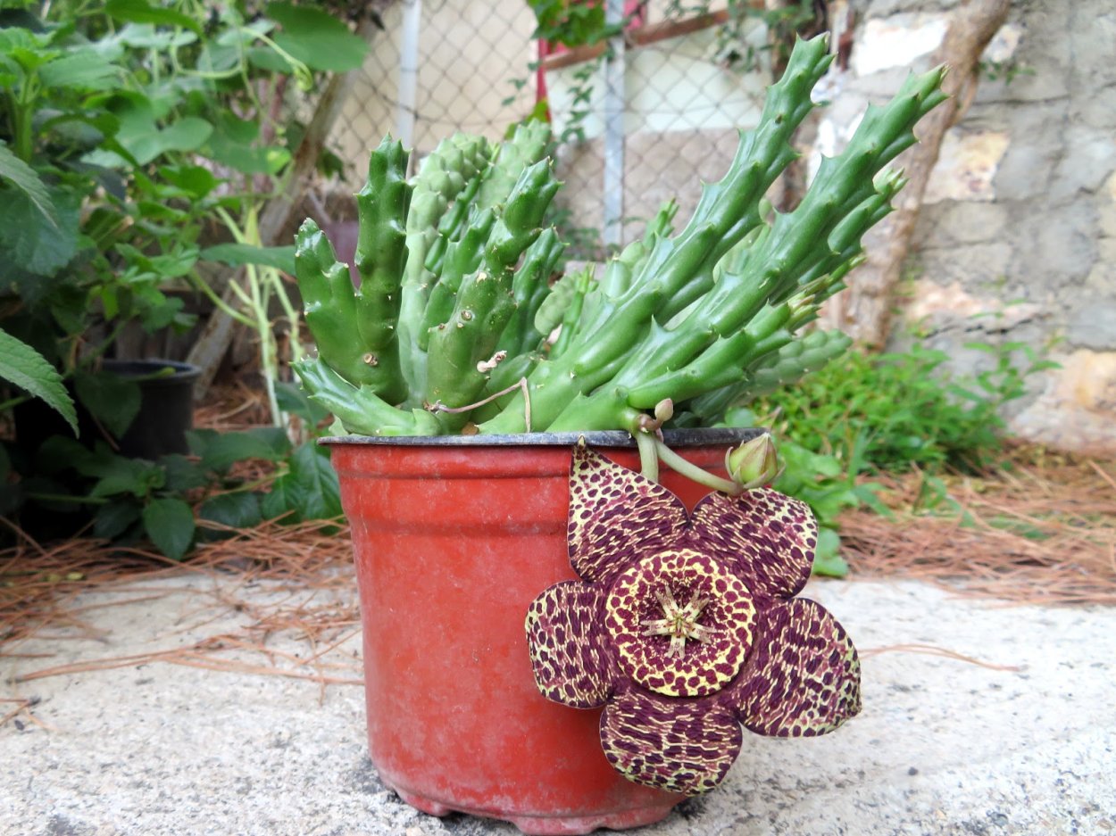 Орбея (стапелия) пёстрая