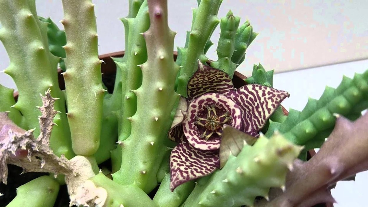 Орбея Купери