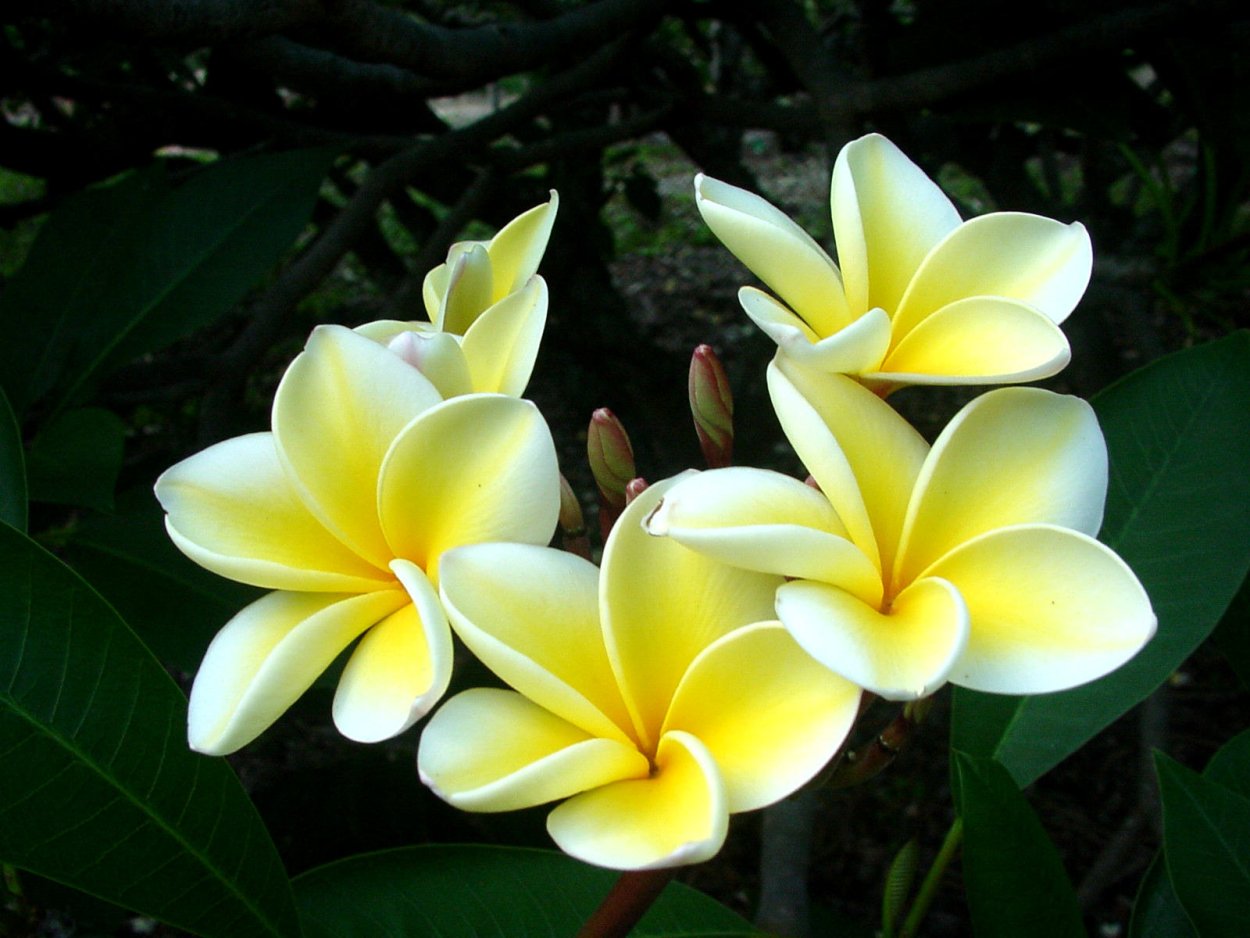 Чампака Плюмерия