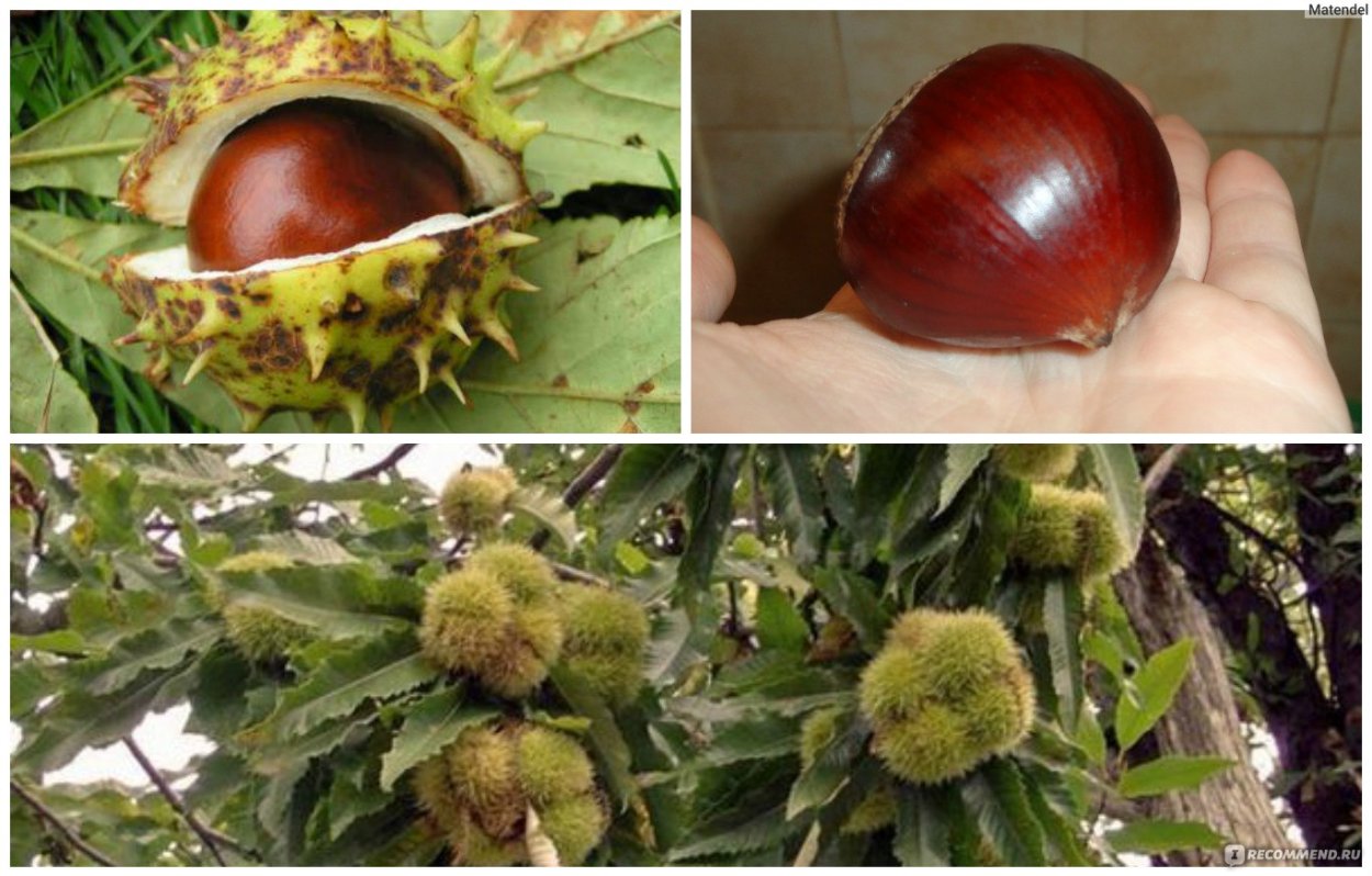 Каштан несъедобный