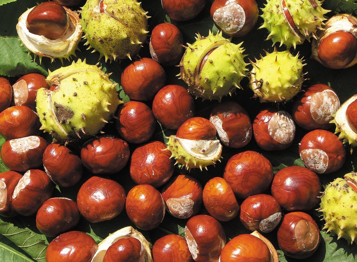 Конский каштан обыкновенный