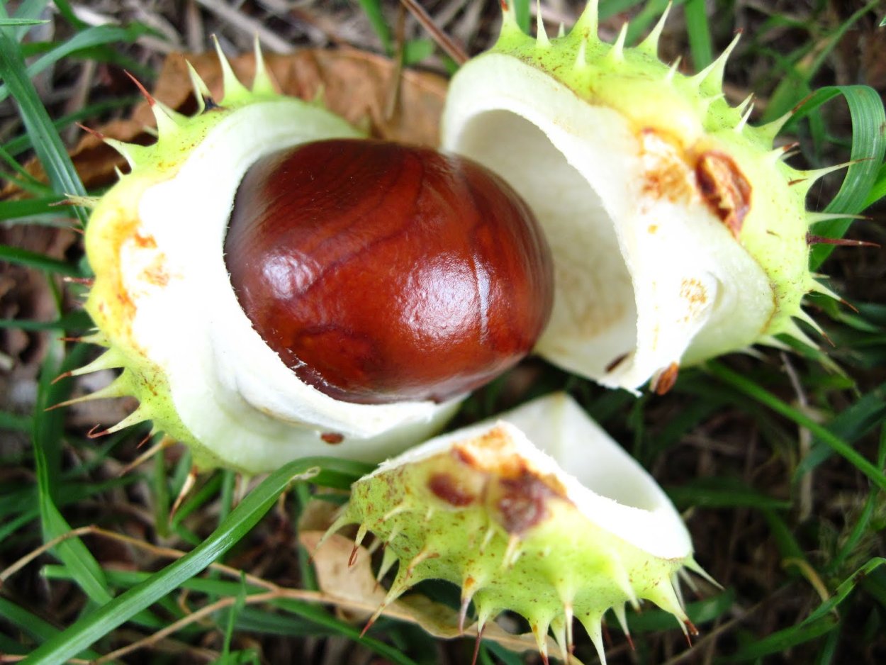 Каштан конский плоды