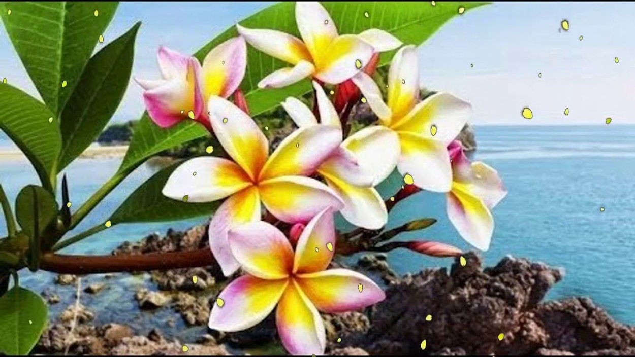 Лилавади цветок